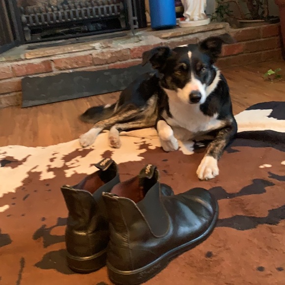 Blundstone | Sz 12 - Picture 3 of 15